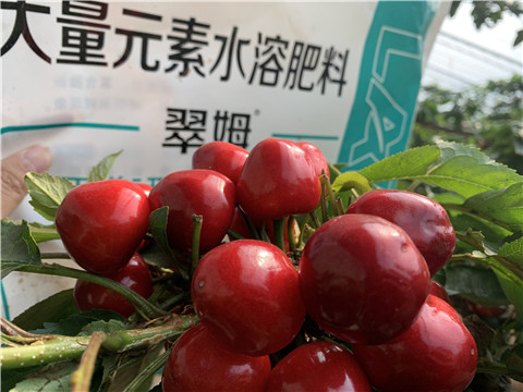 水溶肥，拉姆拉，翠姆