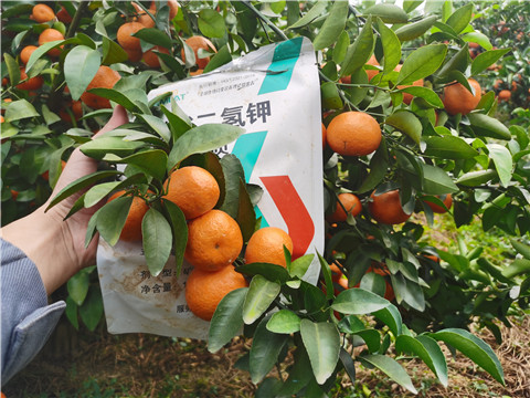 葉面肥，拉姆拉，翠姆