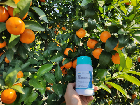 葉面肥，拉姆拉，翠姆