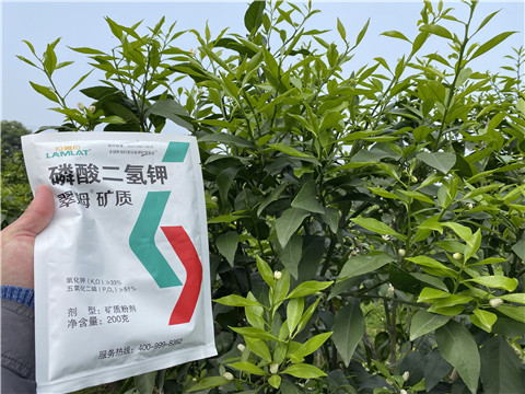 葉面肥，拉姆拉，翠姆