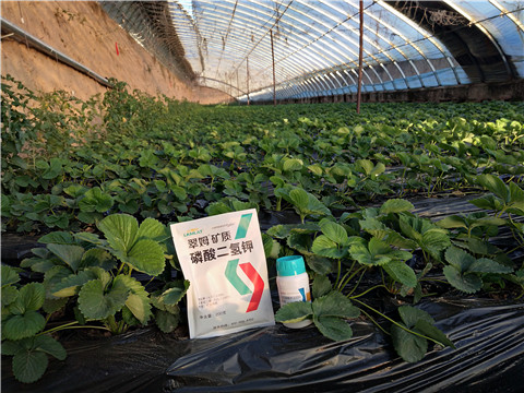 草莓施肥管理，拉姆拉，翠姆