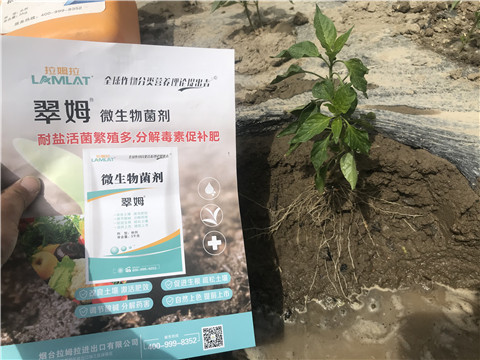 辣椒，拉姆拉，翠姆