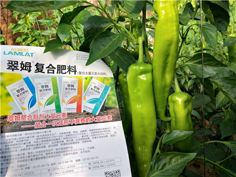 辣椒，拉姆拉，翠姆