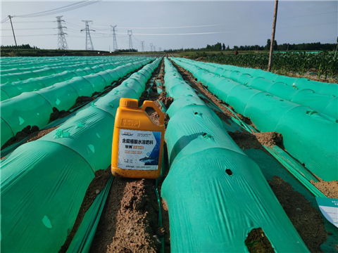 大姜，拉姆拉，翠姆