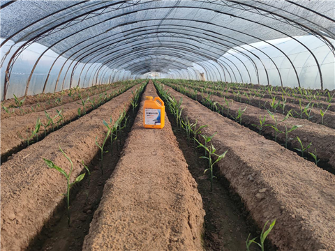 大姜，拉姆拉，翠姆