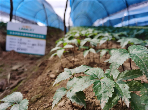 水溶肥，拉姆拉，翠姆