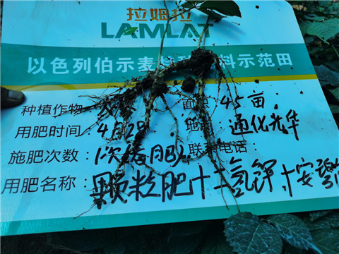 水溶肥，拉姆拉，翠姆