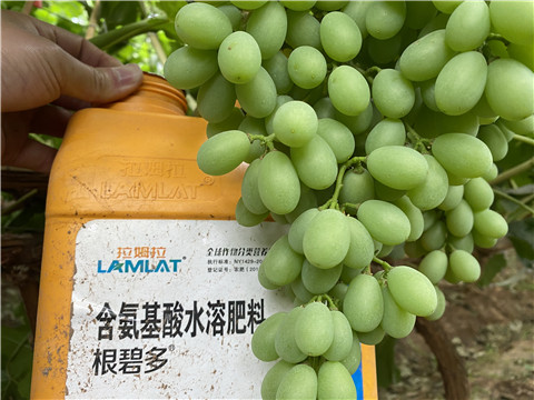 生根劑，翠姆，拉姆拉