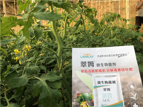 微生物菌劑，翠姆，拉姆拉