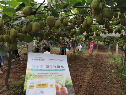 生根劑，翠姆，拉姆拉