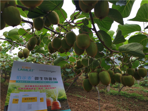 水溶肥，伯示麥，拉姆拉