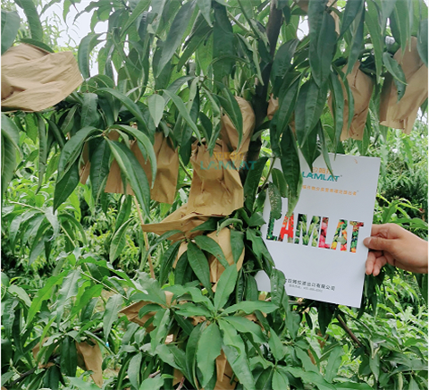 水溶肥，翠姆，拉姆拉