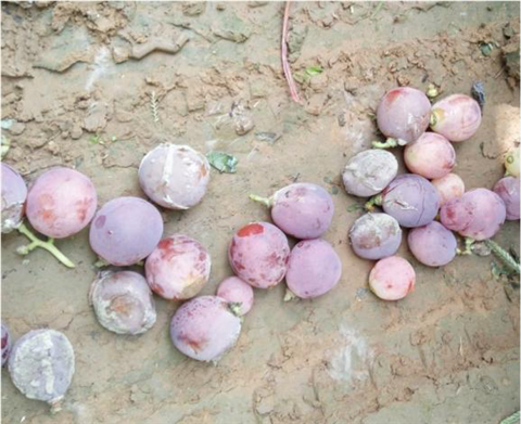 水溶肥，翠姆，拉姆拉