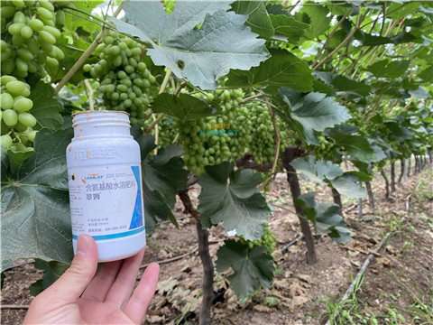 水溶肥，翠姆，拉姆拉