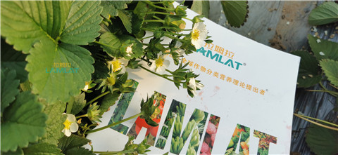 鈣肥，翠姆，拉姆拉