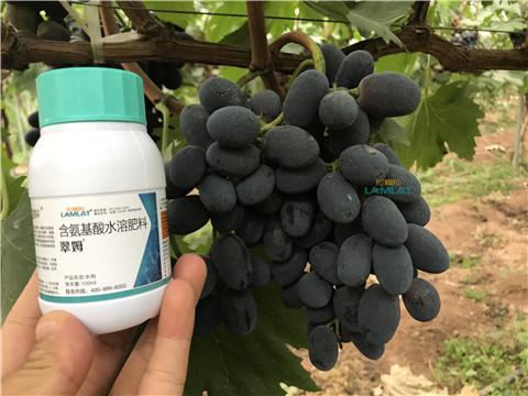 鈣肥，翠姆，拉姆拉