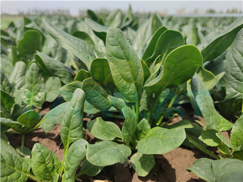 水溶肥，翠姆，拉姆拉