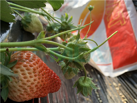 水溶肥，翠姆，拉姆拉