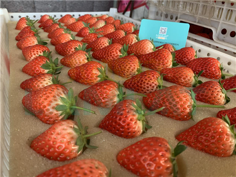 水溶肥，翠姆，拉姆拉