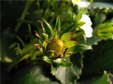 鈣肥，翠姆，拉姆拉