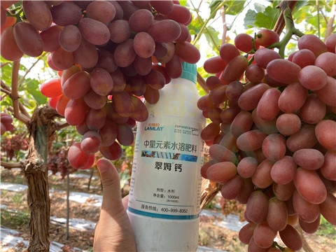 鈣肥，拉姆拉，翠姆