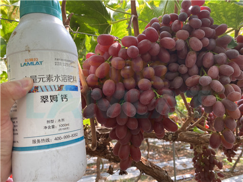 鈣肥，拉姆拉，翠姆