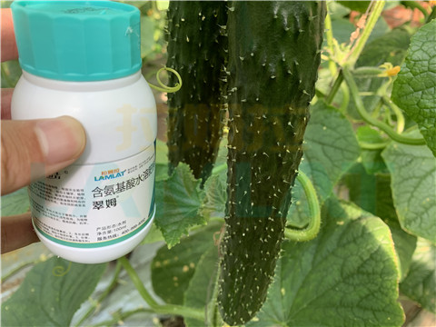 水溶肥，拉姆拉，翠姆