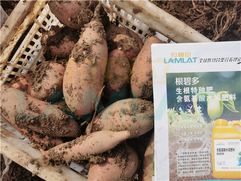 水溶肥，拉姆拉，翠姆