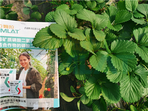 l磷酸二氫鉀，拉姆拉，翠姆