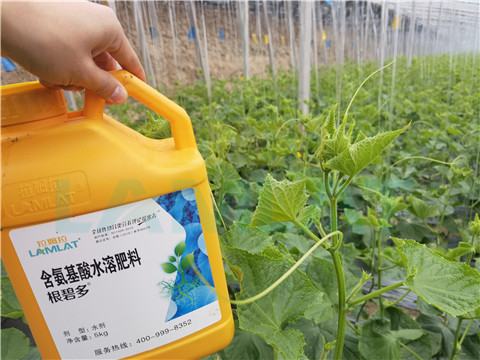 生根劑，拉姆拉，翠姆