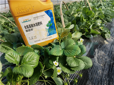 水溶肥，拉姆拉，翠姆