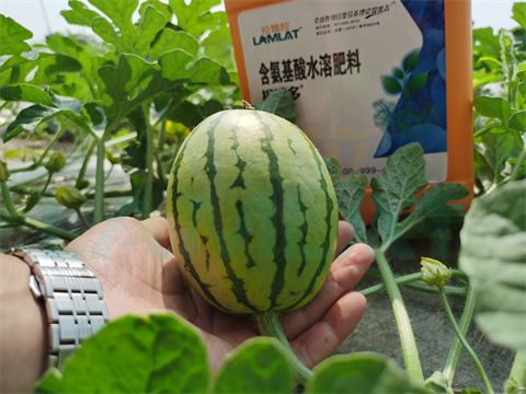 水溶肥，拉姆拉，翠姆