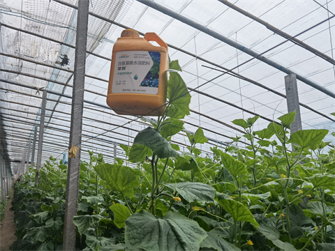 水溶肥，翠姆，拉姆拉