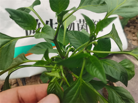 水溶肥，翠姆，拉姆拉