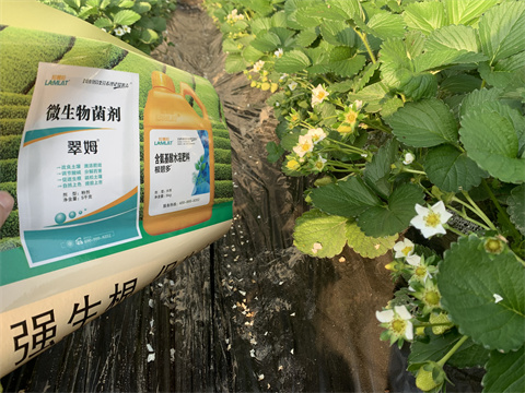 水溶肥價格，翠姆，草莓水溶肥