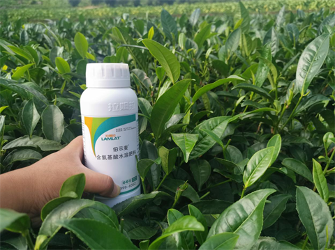 茶樹(shù)種植,水溶肥品牌,伯示麥