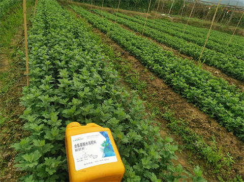 菊花種植,水溶肥廠家，翠姆