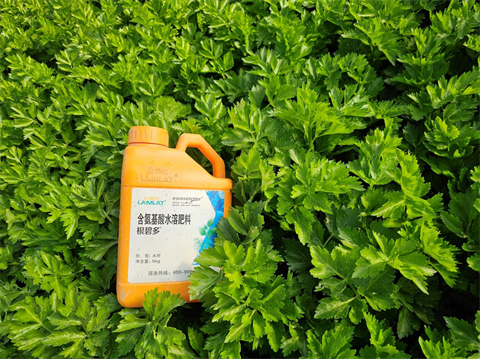 水溶肥廠(chǎng)家,芹菜種植,拉姆拉