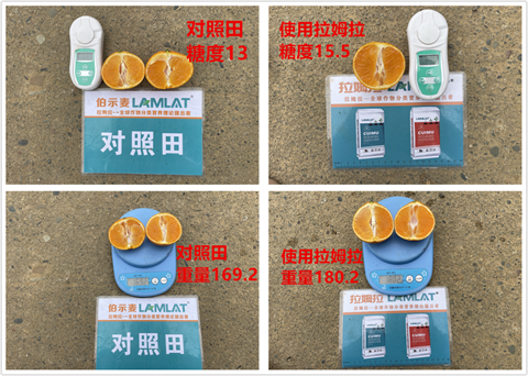 水溶肥廠(chǎng)家,柑橘種植,拉姆拉特種肥