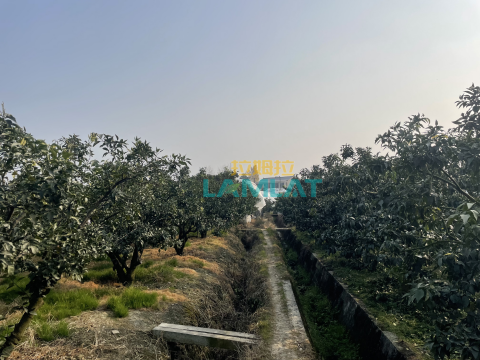 水溶肥廠(chǎng)家,柑橘種植,拉姆拉特種肥