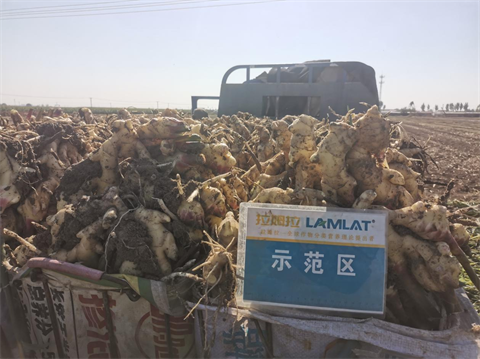 水溶肥廠(chǎng)家,大姜種植,拉姆拉水溶肥