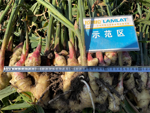 水溶肥廠(chǎng)家,大姜種植,拉姆拉水溶肥