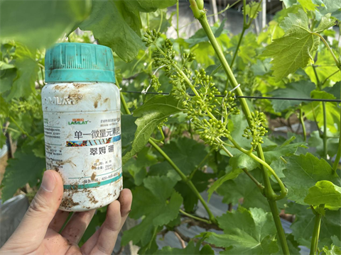 水溶肥廠家,葡萄種植,翠姆水溶肥