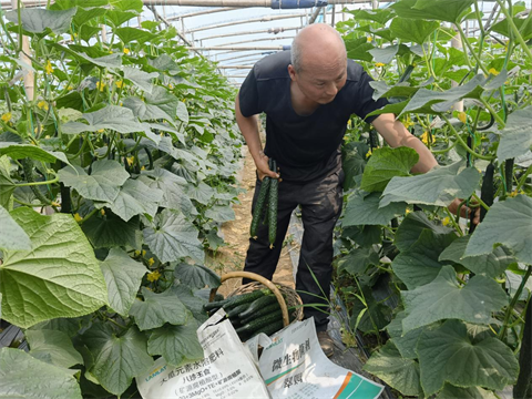 進(jìn)口水溶肥,黃瓜種植,拉姆拉滴灌級(jí)特種肥