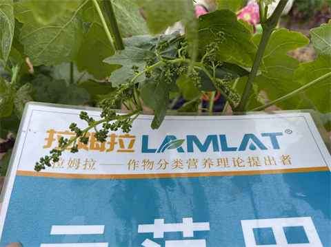 水溶肥廠家,葡萄種植,拉姆拉滴灌級特種肥