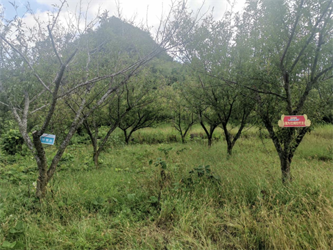 進(jìn)口水溶肥,李子種植,翠姆水溶肥
