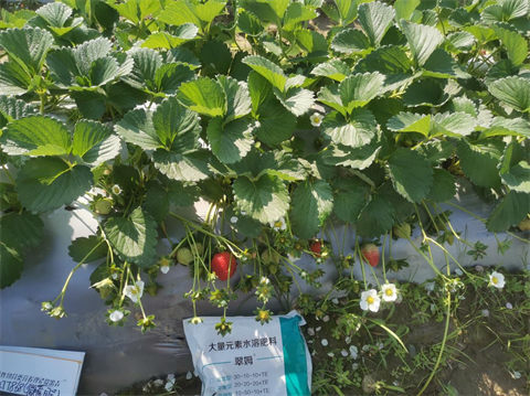 水溶肥品牌,草莓種植,拉姆拉滴灌級(jí)特種肥