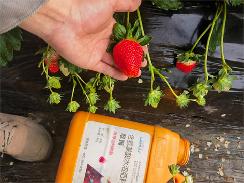 水溶肥品牌,草莓種植,拉姆拉滴灌級(jí)特種肥