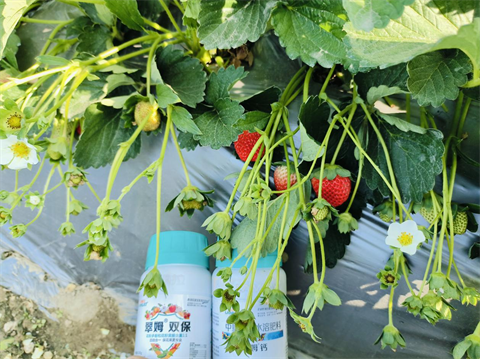 水溶肥品牌,草莓種植,拉姆拉滴灌級(jí)特種肥