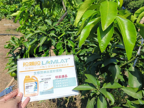 水溶肥品牌,柑橘種植,拉姆拉滴灌級特種肥